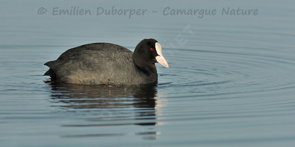 Eurasian Coot