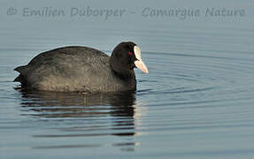 Eurasian Coot