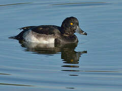 Tufted Duck