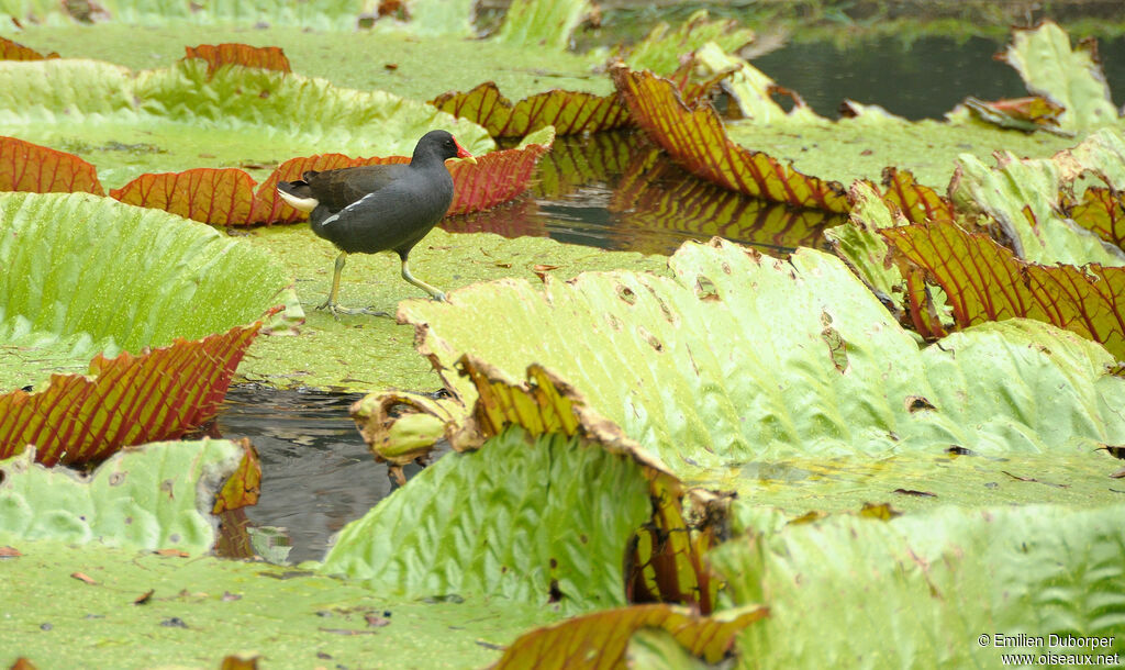 Gallinule poule-d'eauadulte