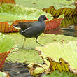 Gallinule poule-d'eau