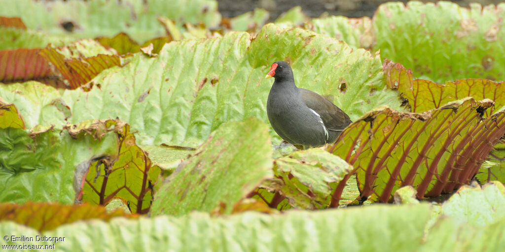 Gallinule poule-d'eauadulte