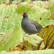 Common Moorhen