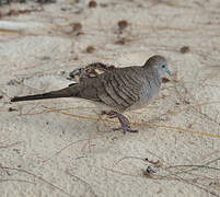 Zebra Dove