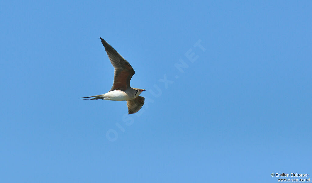 Collared Pratincoleadult, Flight