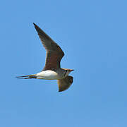 Collared Pratincole