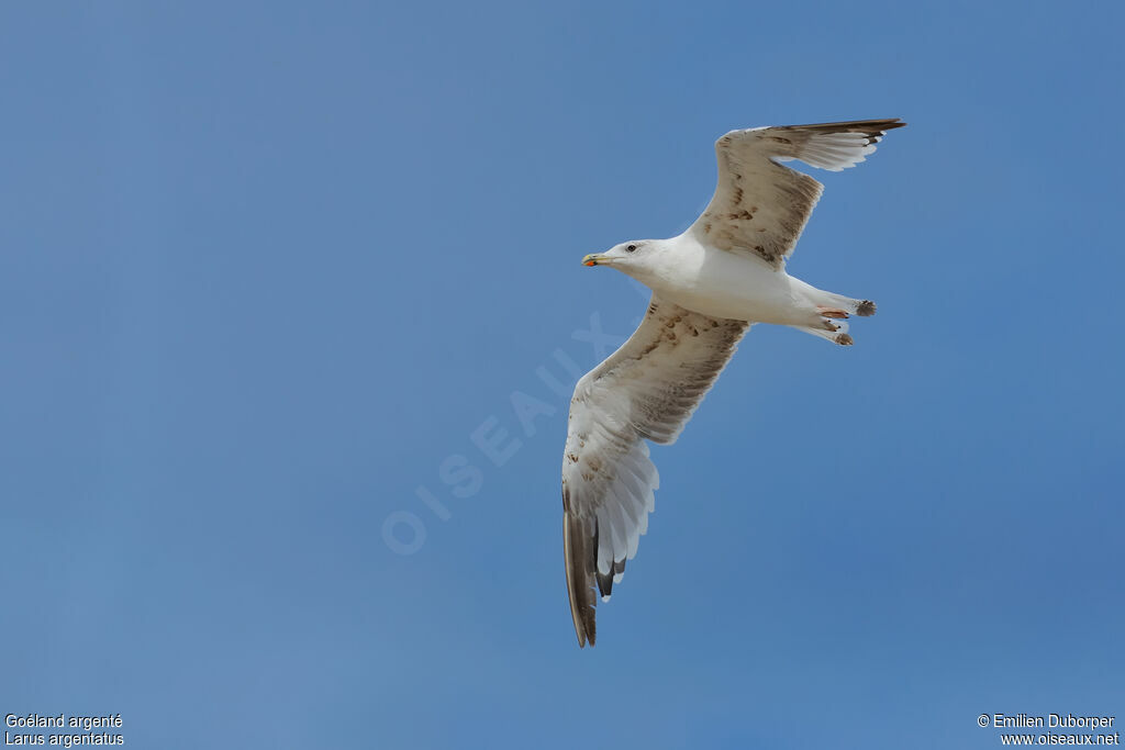 European Herring Gulladult post breeding, Flight