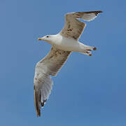 European Herring Gull