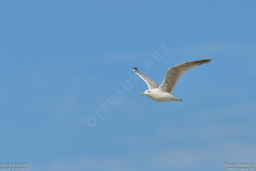 European Herring Gull