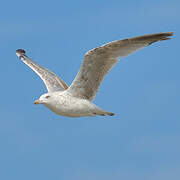 European Herring Gull