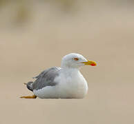 European Herring Gull