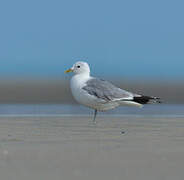 Common Gull