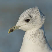 Mew Gull