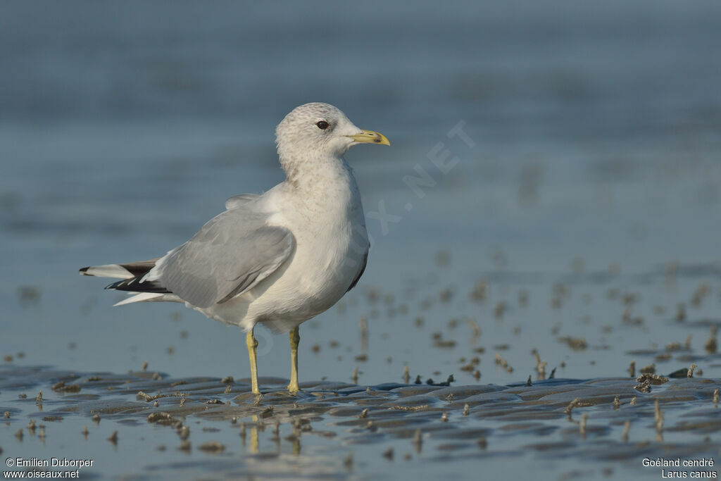 Common Gullimmature, identification