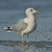 Mew Gull