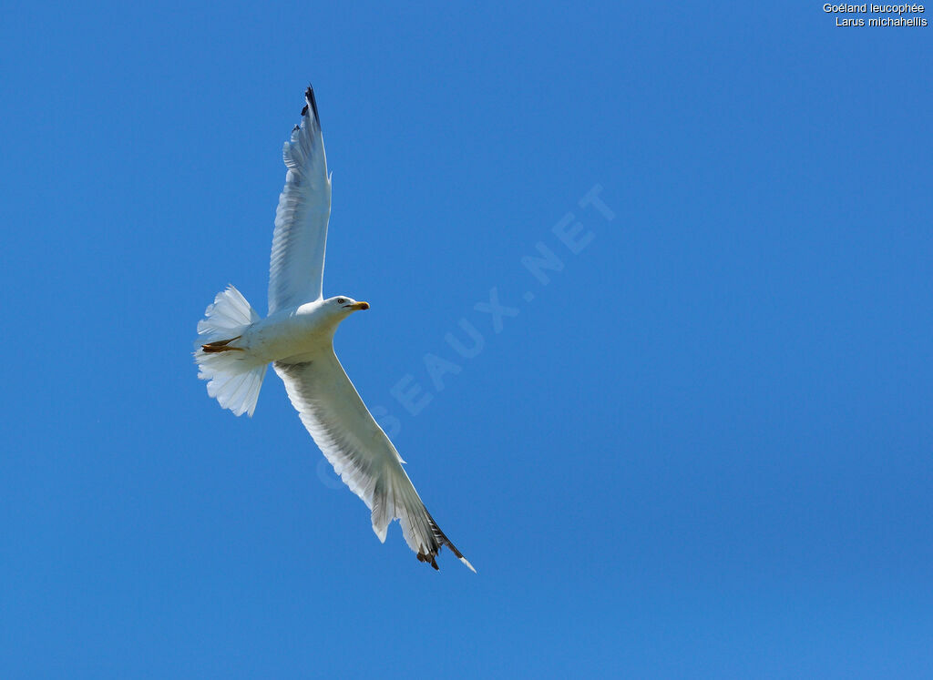 Yellow-legged Gull, Flight