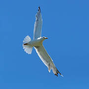 Yellow-legged Gull