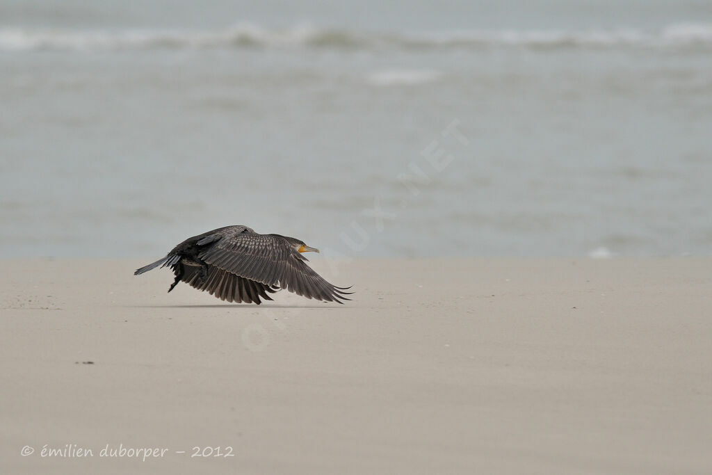 Great Cormorantadult, Flight, Behaviour