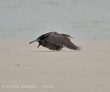 Great Cormorant