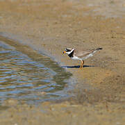 Common Ringed Plover