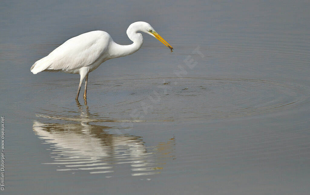 Grande Aigrette