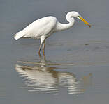 Grande Aigrette