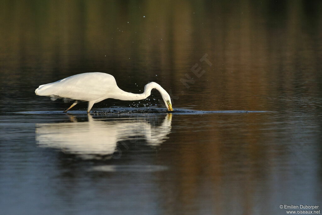 Grande Aigrette