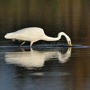 Grande Aigrette