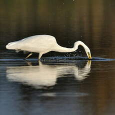 Grande Aigrette