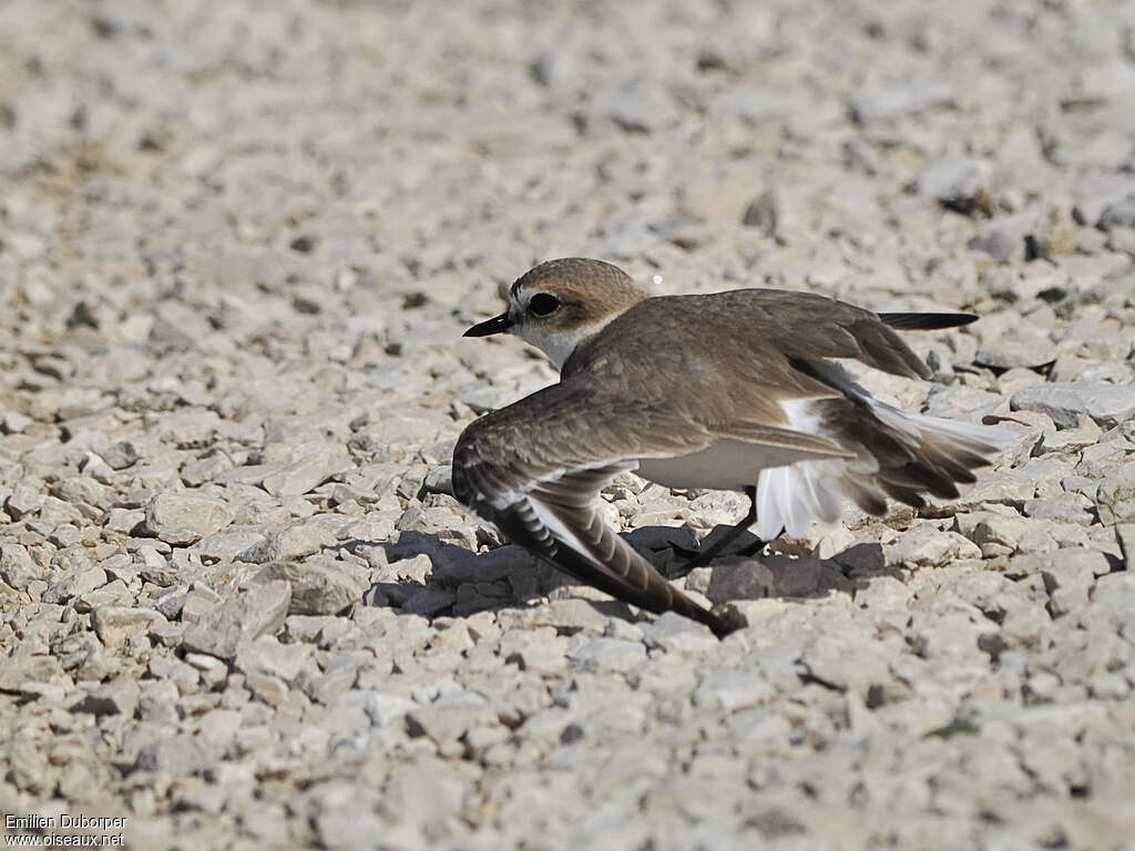 Kentish Plover female adult, Behaviour