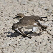 Kentish Plover