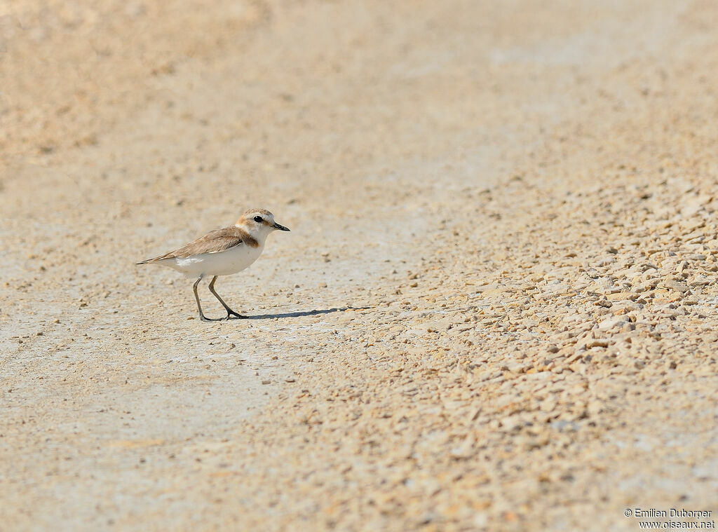 Gravelot à collier interrompuadulte