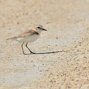 Kentish Plover