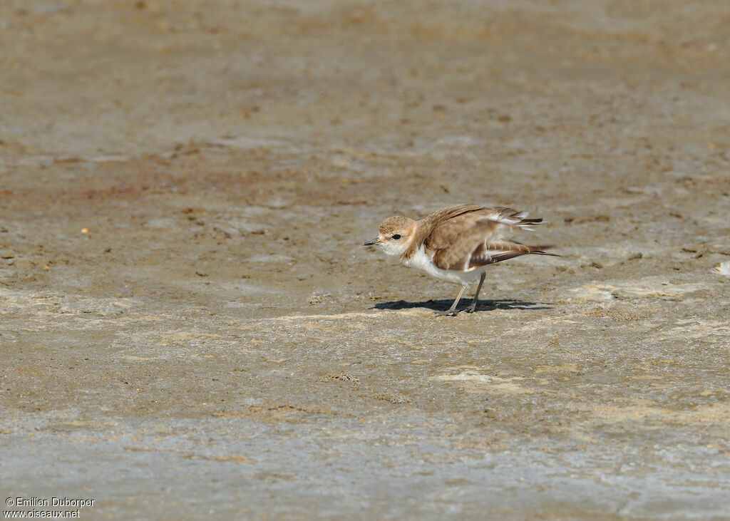 Kentish Ploveradult, Behaviour