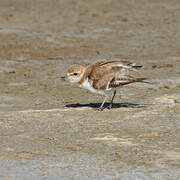 Kentish Plover