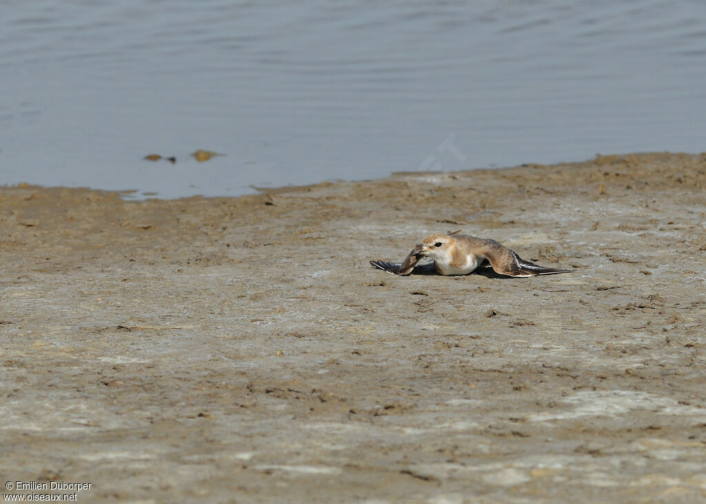 Kentish Ploveradult, Behaviour