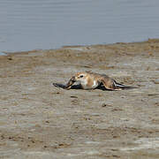 Kentish Plover