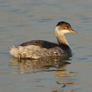 Black-necked Grebe