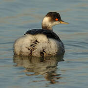 Black-necked Grebe