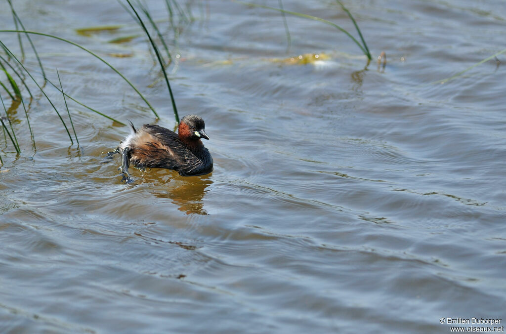 Little Grebe