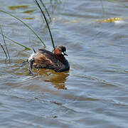 Little Grebe