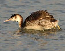 Great Crested Grebe