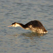 Great Crested Grebe