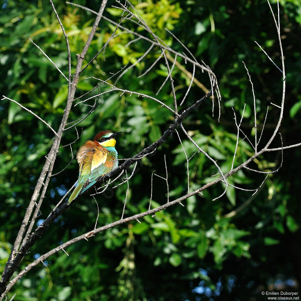 European Bee-eater