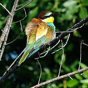 European Bee-eater