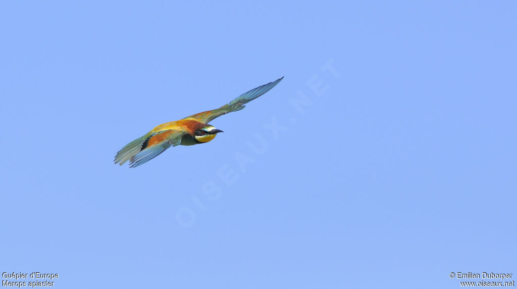 European Bee-eater, Flight