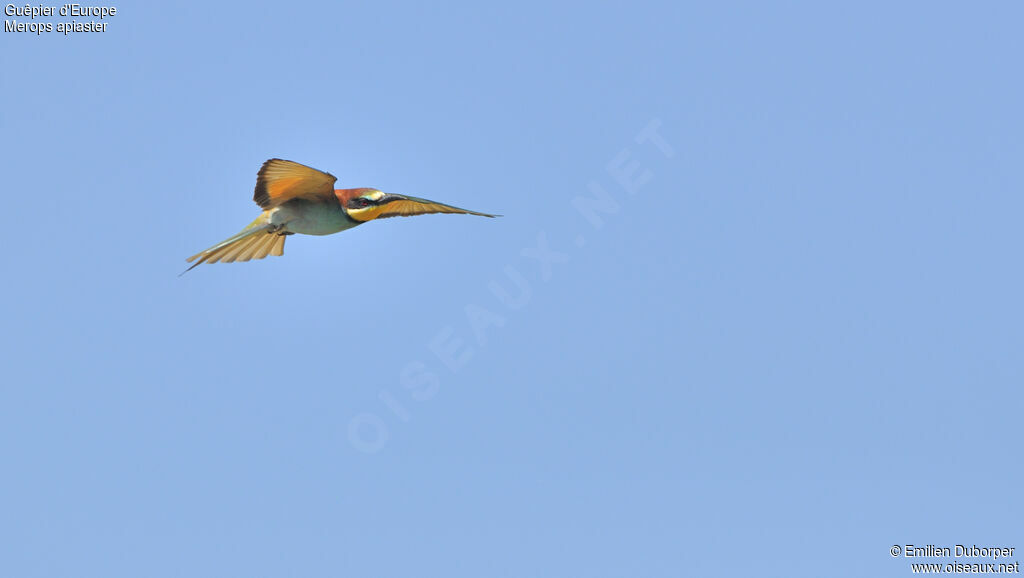 European Bee-eater, Flight