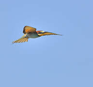 European Bee-eater