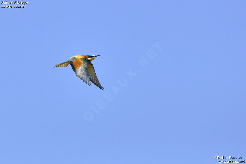 European Bee-eater, Flight