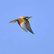 European Bee-eater